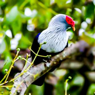 Seychelles Blue Pigeon