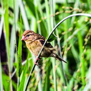 Seychelles Fody - Female