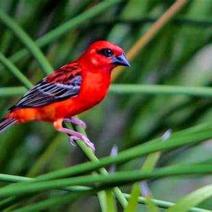 Seychelles Fody Male