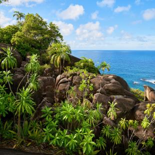 anse major endemic plants