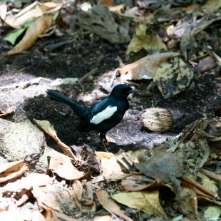magpie robin