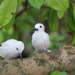 white tern